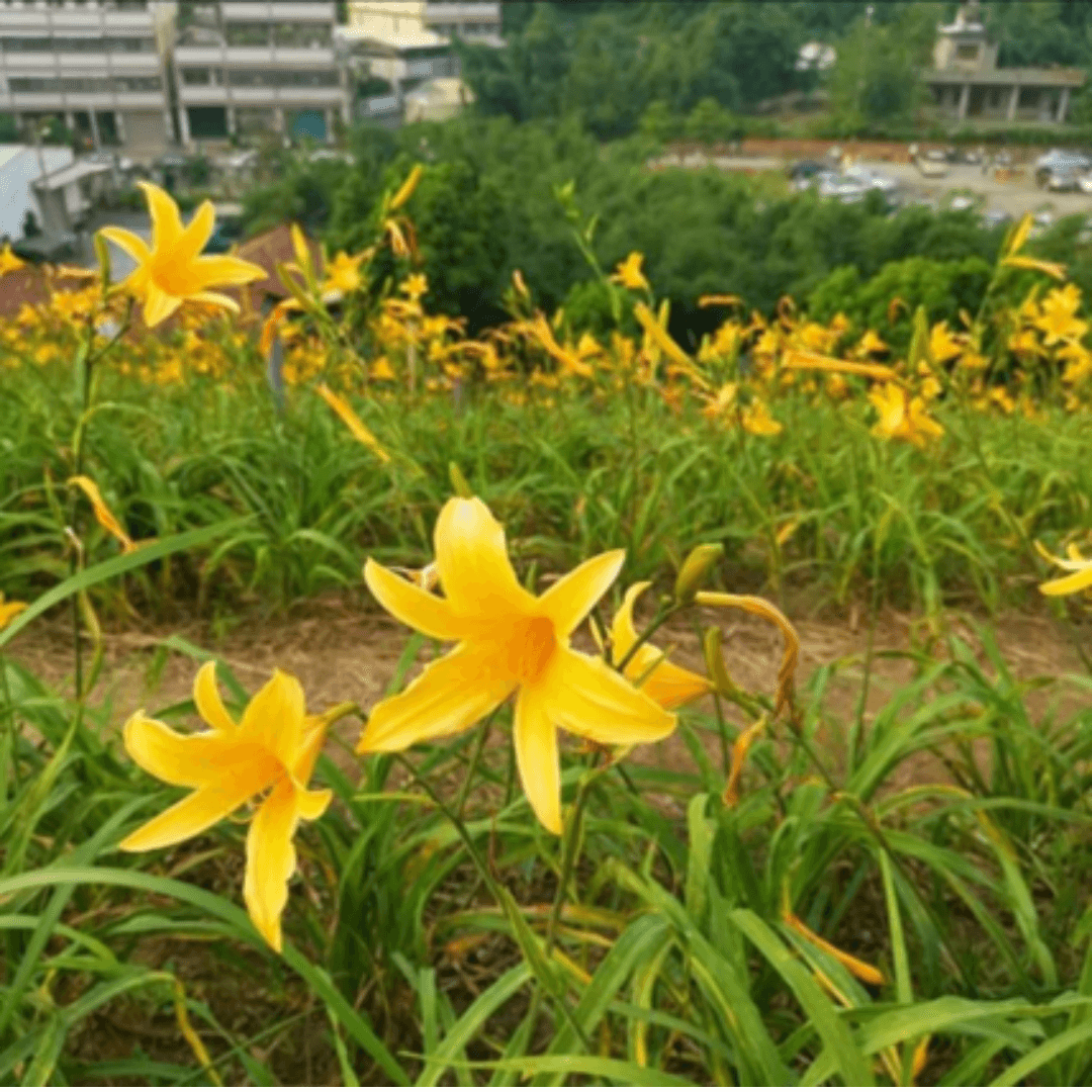 虎山巖金針花海 (2)